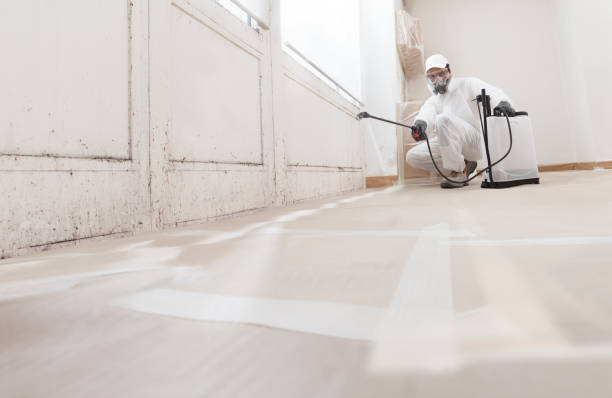 Black mold remediation team in Danville