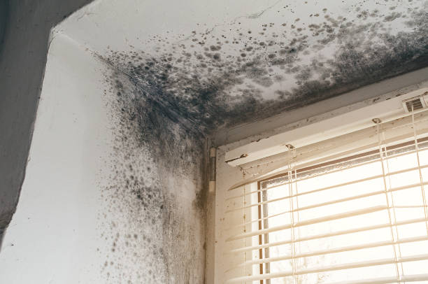 Mold Removal service in Danville